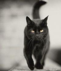 Сонник: до чого сниться чорна кішка