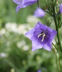 Квітка дзвіночок вирощування з насіння посадка та догляд у відкритому грунті фото видів та сортів Дзвіночки квіти