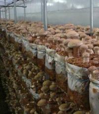 Рецепт маринування грибів шиїтаке