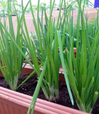 Черешов лук: правила за отглеждане Как можете да засадите пролетен лук в шевни