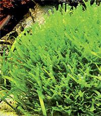 Moss Monosolenium (jigar moxi) (Monosolenium tenerum)